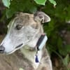 Anil - sanfter Windhund sucht