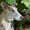 Anil - sanfter Windhund sucht