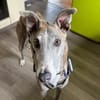 Anil - sanfter Windhund sucht
