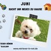 Juni sucht ihr Für-immer-Zuhause