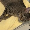 Dori sucht ein liebevolles Zuhause