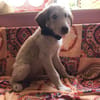 Sandro Spinone Italiano Mix