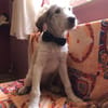 Sandro Spinone Italiano Mix