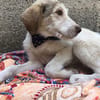 Sandro Spinone Italiano Mix
