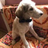 Sandro Spinone Italiano Mix