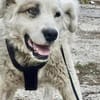 Unser Held Jorah sucht Zuhause