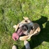 Knutschkugel Remo sucht seine Menschen!