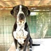 SPIKE - ein toller Hund..........