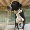 SPIKE - ein toller Hund..........