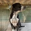 SPIKE - ein toller Hund..........
