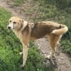 Sansa, hübsches Hundemädchen sucht