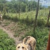 Sansa, hübsches Hundemädchen sucht