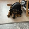 Zuckersüße 🐾💕Sky🐾💕 sucht ihr Zuhause