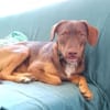 TOFFEE, Mâle junior Berger Créole