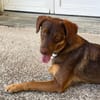 TOFFEE, Mâle junior Berger Créole