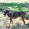 TOFFEE, Mâle junior Berger Créole