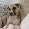 ROCKY, chiot mâle Berger Créole
