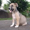 ROCKY, chiot mâle Berger Créole