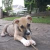 ROCKY, chiot mâle Berger Créole