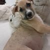 ROCKY, chiot mâle Berger Créole