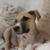ROCKY, chiot mâle Berger Créole