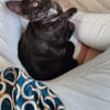 Lola