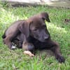 PEPSIE, chiot femelle croisée Labrador