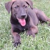 PEPSIE, chiot femelle croisée Labrador