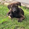 PEPSIE, chiot femelle croisée Labrador