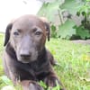 PEPSIE, chiot femelle croisée Labrador