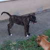 QUERIDA, chiot femelle créole