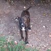 QUERIDA, chiot femelle créole