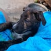 QUERIDA, chiot femelle créole