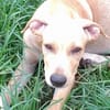 CUPCAKE, chiot mâle Berger Créole