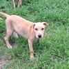 CUPCAKE, chiot mâle Berger Créole