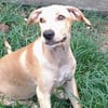 CUPCAKE, chiot mâle Berger Créole