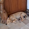 CUPCAKE, chiot mâle Berger Créole
