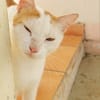 BLOUX Chat mâle européen