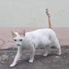 BLOUX Chat mâle européen