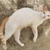 BLOUX Chat mâle européen