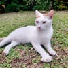 BLOUX Chat mâle européen