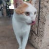BLOUX Chat mâle européen