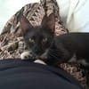 HUGGY-WUGGY, chaton mâle type européen