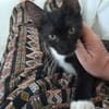 HUGGY-WUGGY, chaton mâle type européen