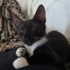 HUGGY-WUGGY, chaton mâle type européen