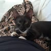 HUGGY-WUGGY, chaton mâle type européen