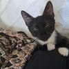 HUGGY-WUGGY, chaton mâle type européen