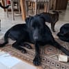 HIERROS Mâle junior Berger Créole