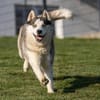 Cosmo sucht sein Zuhause für Immer