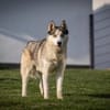 Cosmo sucht sein Zuhause für Immer